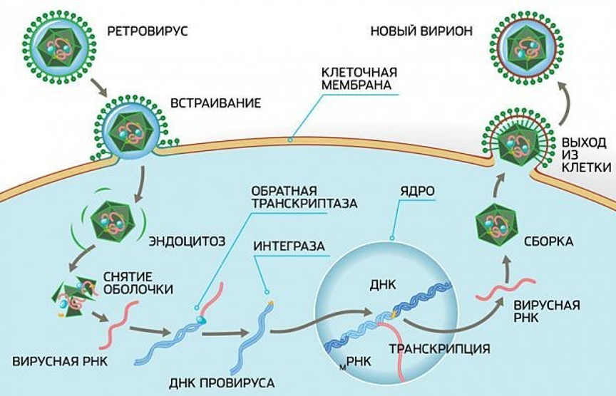 Рнк блокирует. Жизненный цикл РНК содержащих вирусов. Жизненный цикл ДНК вирусов. Жизненный цикл ретровирусов схема. Механизм проникновения вируса ВИЧ В клетку.