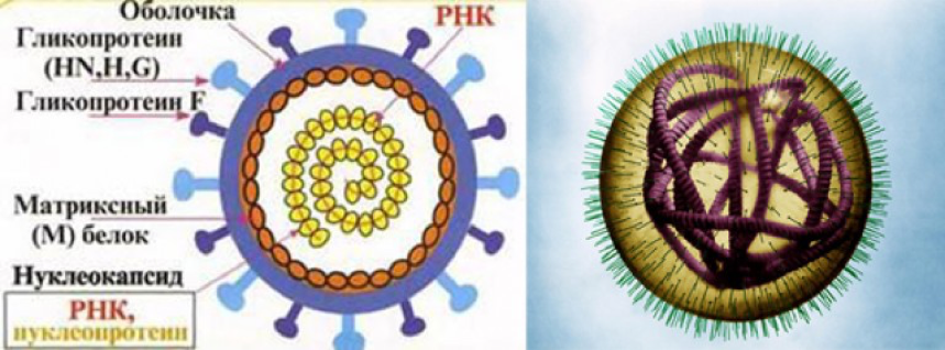 Антигенная структура вируса кори. Строение вириона вируса кори. Вирус кори строение микробиология. Антигенное строение вируса кори.